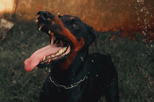 Free Close-up of a doberman with tongue out in motion amidst greenery. Stock Photo