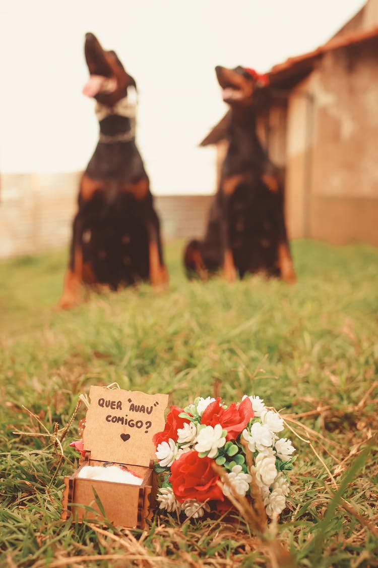 Gift Box With Flowers And Dogs