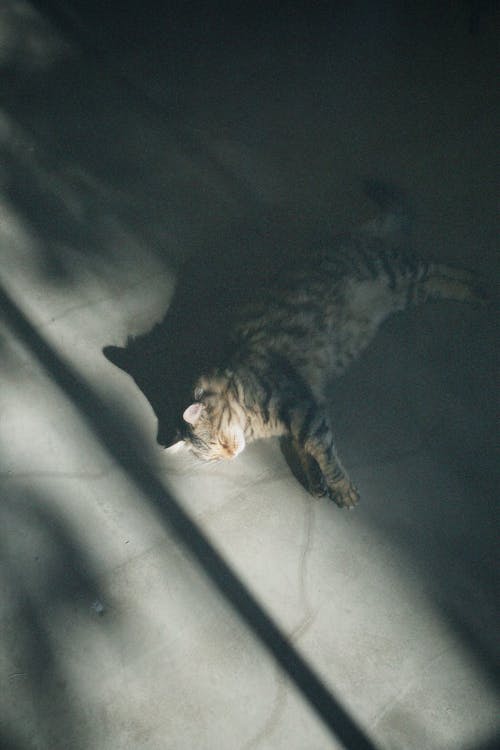 Free Tabby Cat Lying on Floor Stock Photo