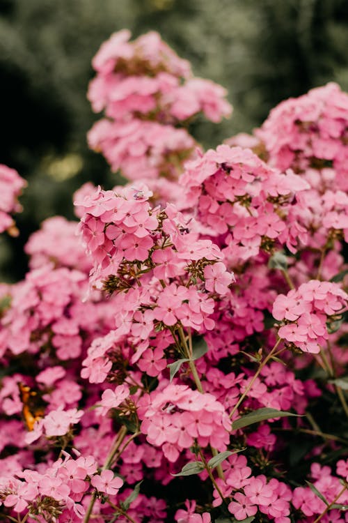 Free Pink Clustered Flowers Stock Photo