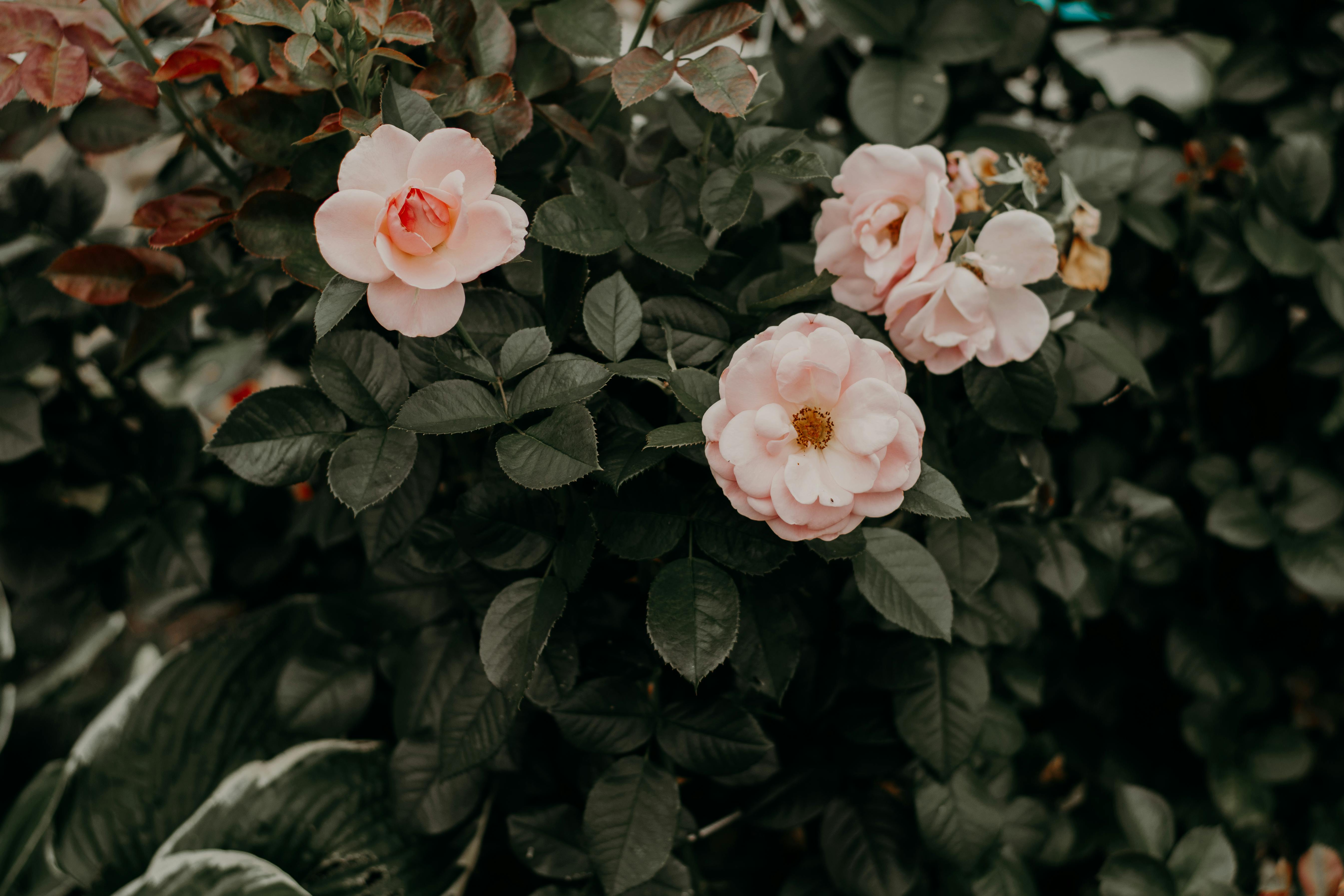 Selective Focus Photo of Pink Rose Flowers · Free Stock Photo, image size:1125x750