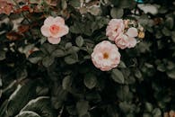 户外花园里，美丽的粉红玫瑰在绿叶映衬下盛开着