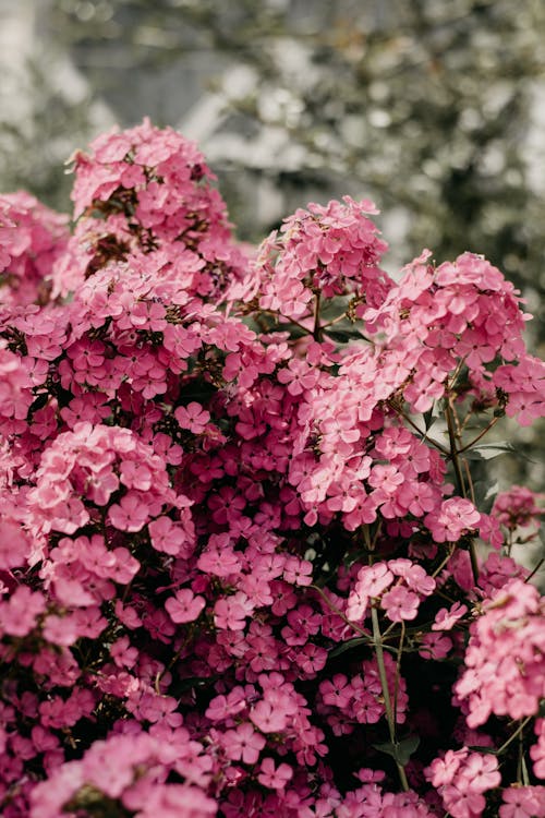 핑크 꽃 얕은 초점 사진