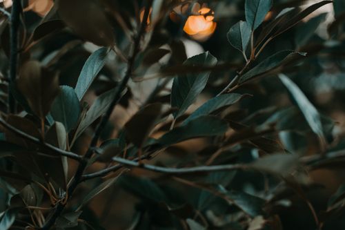 Free Moody close-up of green leaves with warm, diffused lighting creating an atmospheric feel. Stock Photo