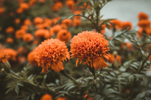 Close-Up Shot of Blooming Orange Flowers