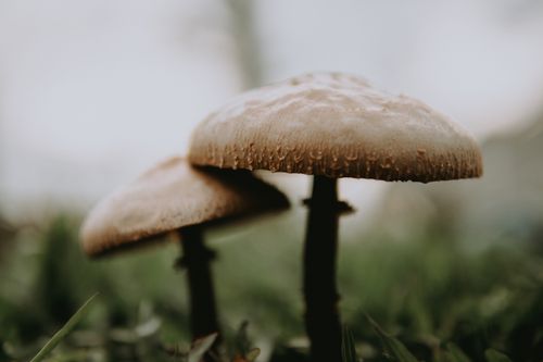 Free A macro shot of wild mushrooms in Elmina, Selangor, Malaysia, showcasing their natural texture. Stock Photo