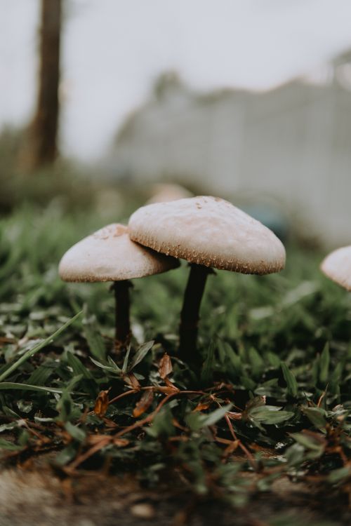 Free Macro shot of mushrooms in a forest setting, highlighting natural fungi growth. Stock Photo