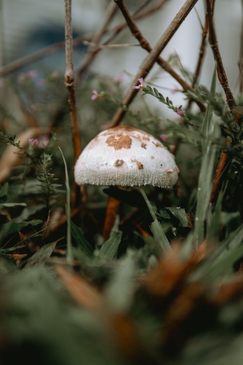 Free A macro shot of a mushroom surrounded by grass and sticks in Elmina, Selangor, Malaysia. Stock Photo
