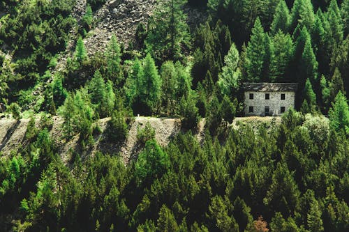 House Surrounded With Green Pine Trees