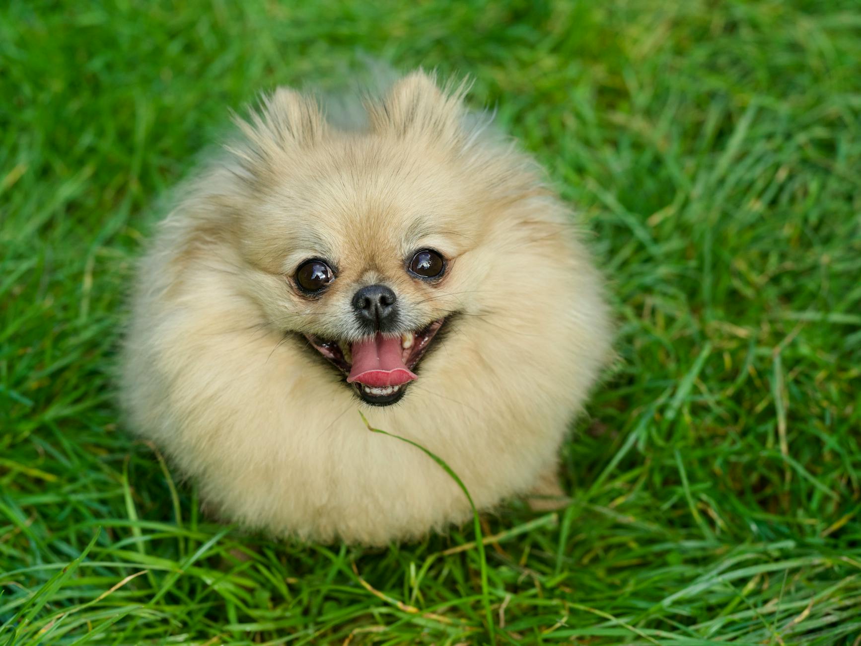 Close-up of a cute Pomeranian dog with fluffy fur and bright eyes sitting on grass.