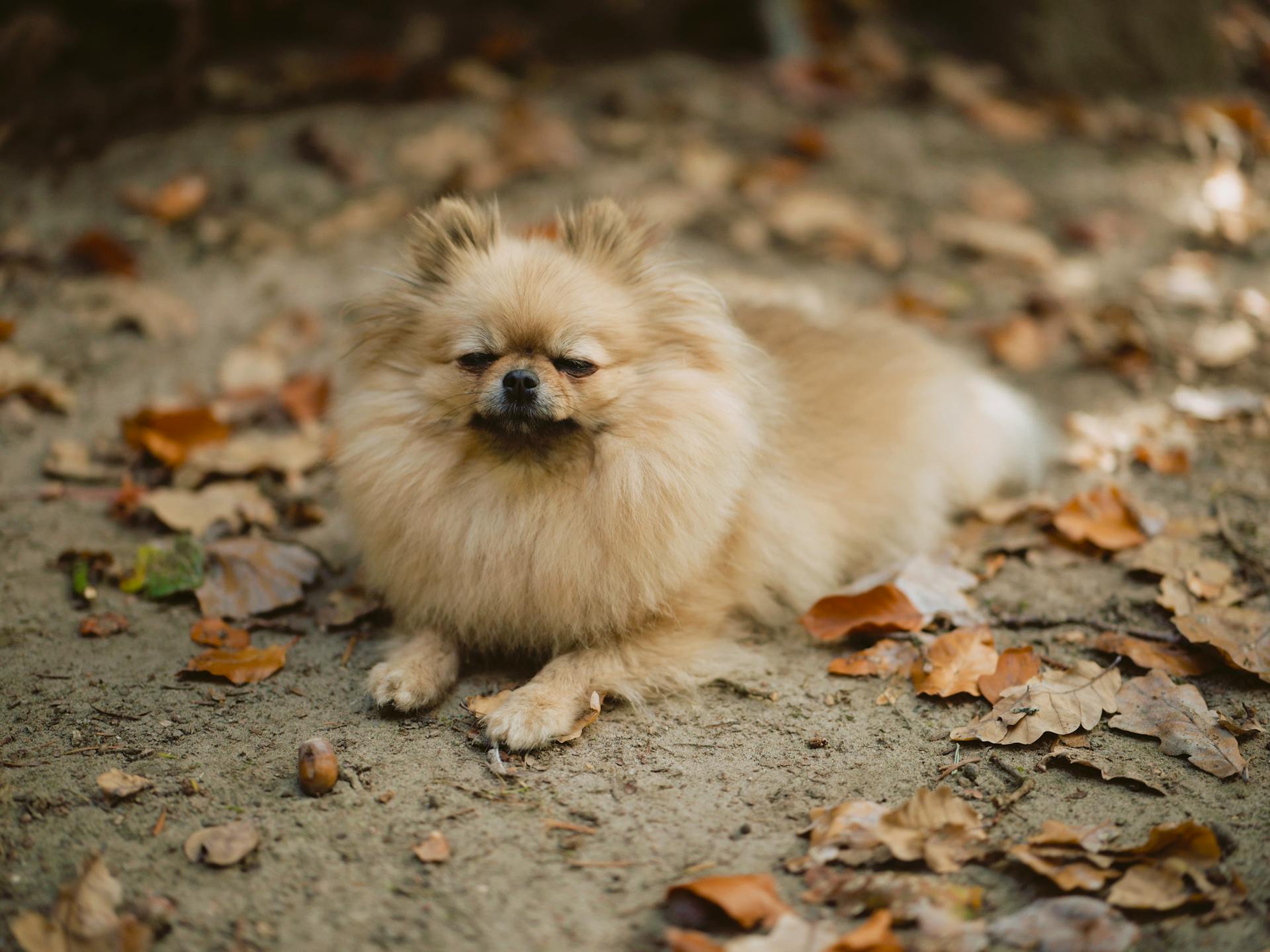 Cute Fluffy Dog Lying on Autumn Ground