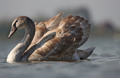 Foto d'estoc gratuïta de anatidae, au aquàtica, cigne