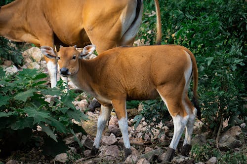 Photograph of a Brown and White Cow