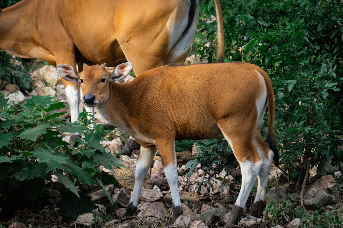 Photograph of a Brown and White Cow