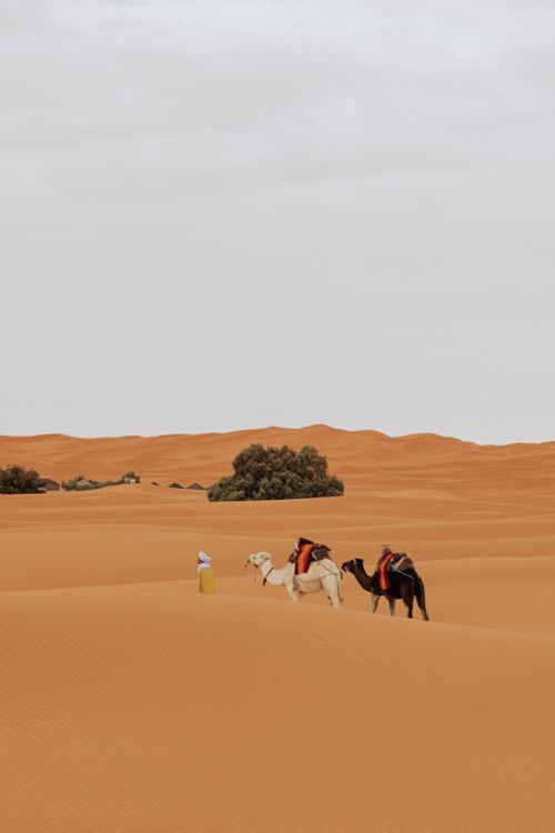 Free A traveler and camels traverse the vast sand dunes of a desert landscape. Stock Photo