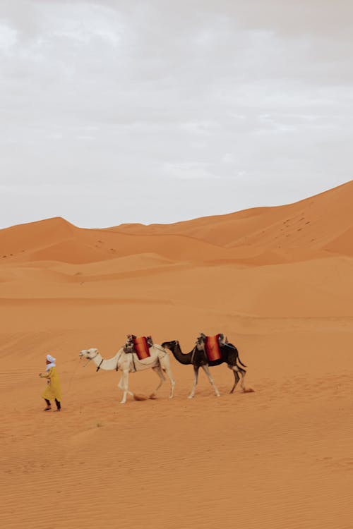 Gratis lagerfoto af beduin, campingvogn, kameler