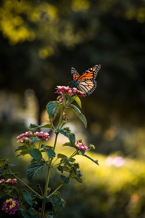 Free Close Up Photo of Butterfly on a Flower Stock Photo