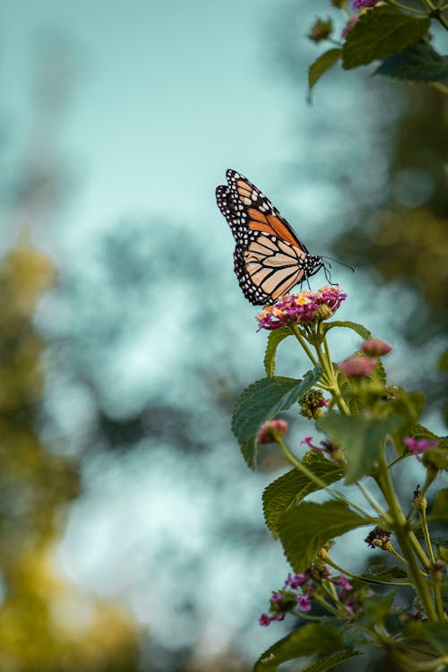 Close-Up Shot of a Monarch Butterfly on Pink Flowers
