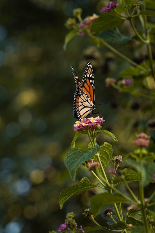 Monarch Butterfly in Nature