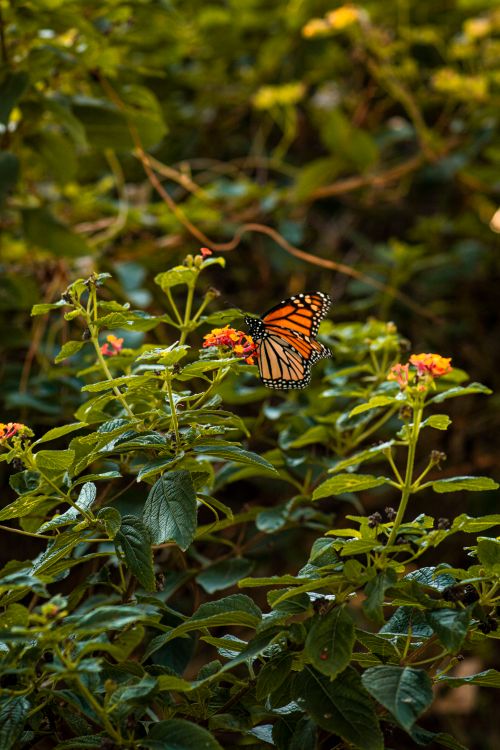 Free Close-up of a monarch butterfly on vibrant lantana flowers among lush greenery. Stock Photo