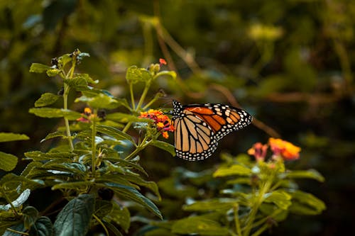 Mariposa monacarca