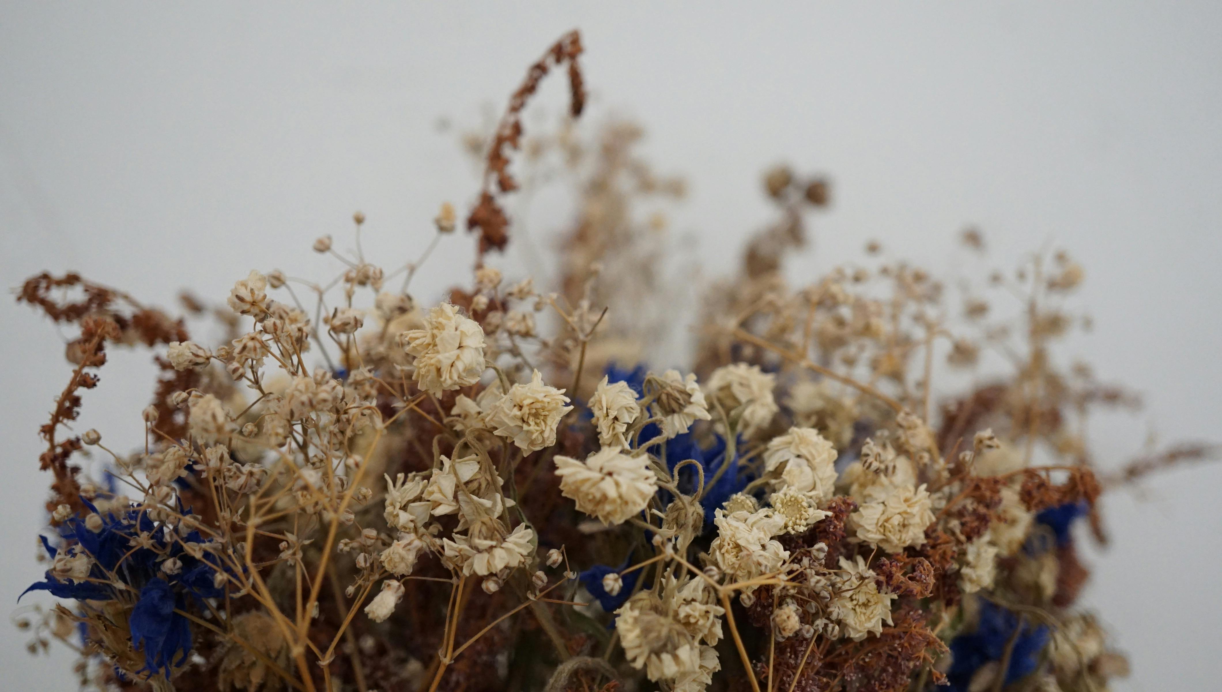 有关乾燥花 花 花卉的免费素材图片