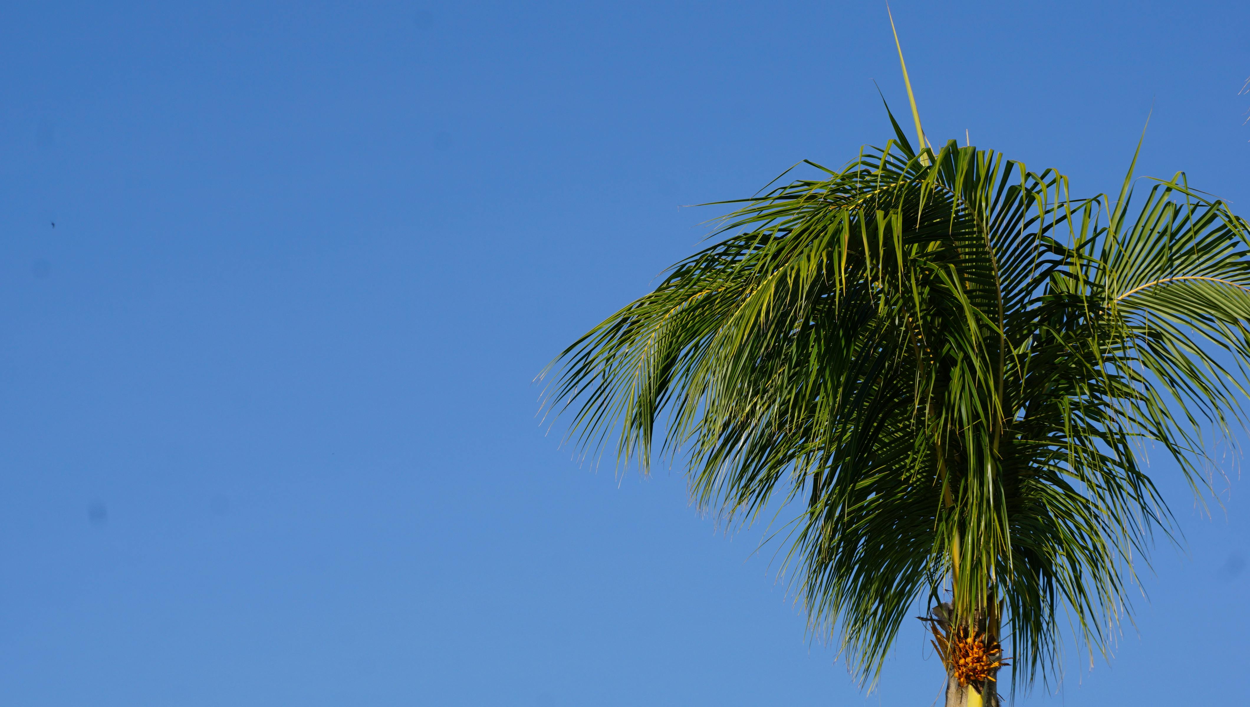 Free stock photo of blue sky, palm, palm tree
