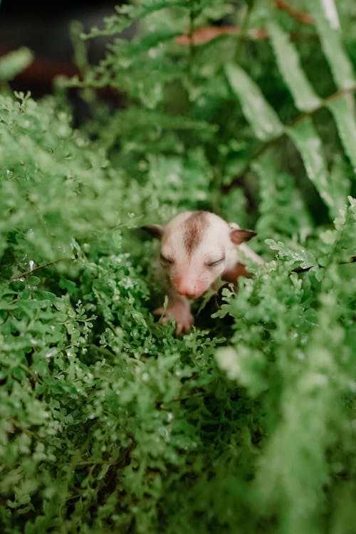 Free Baby Sugar Gliders behind the leaves Stock Photo