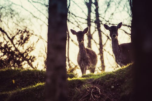 Two Doe in Forest