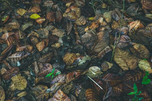 Free A detailed look at vibrant autumn leaves covering the forest ground in fall. Stock Photo