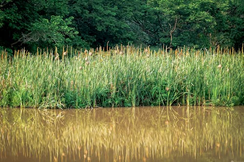 Kostnadsfri bild av damm, flod, gräs