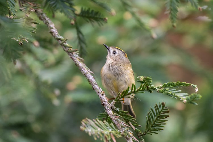 Close-Up Shot Of A Bird Perched On The Branch