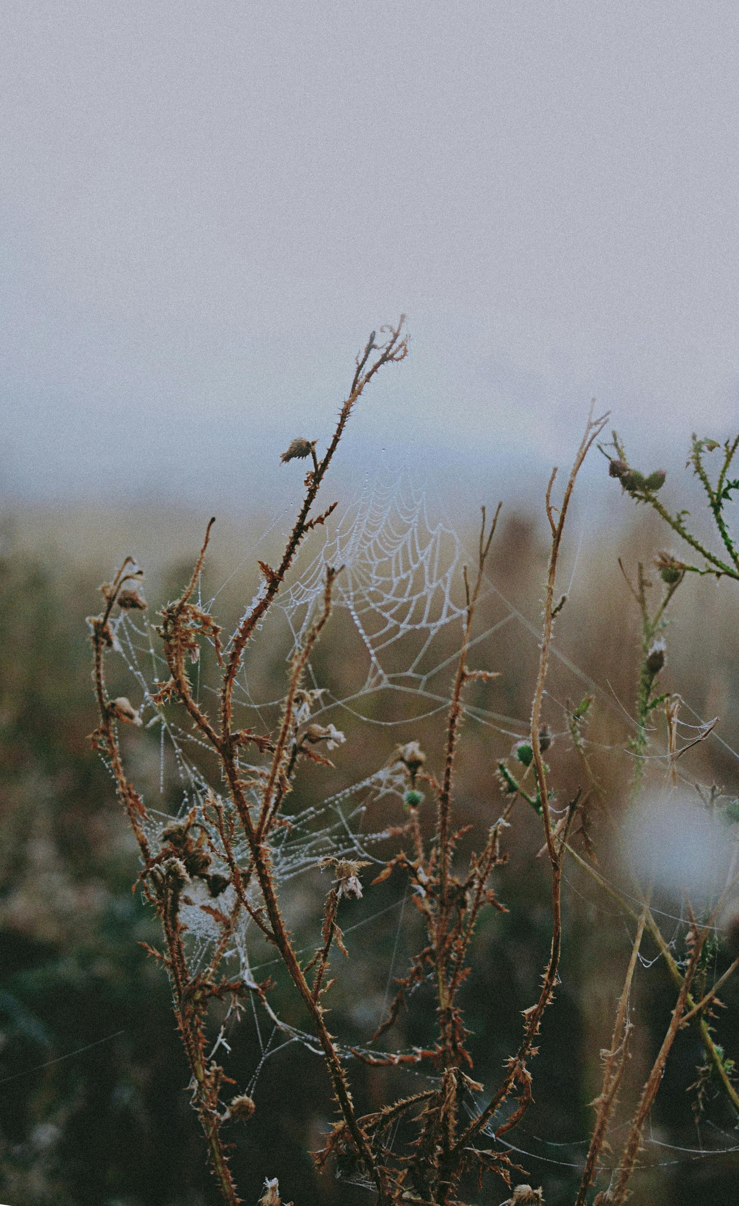 Cobblestone alley and aged buildings ideal for retro architecture photos
