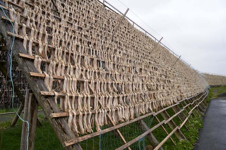 Drying Seafood On A Rack