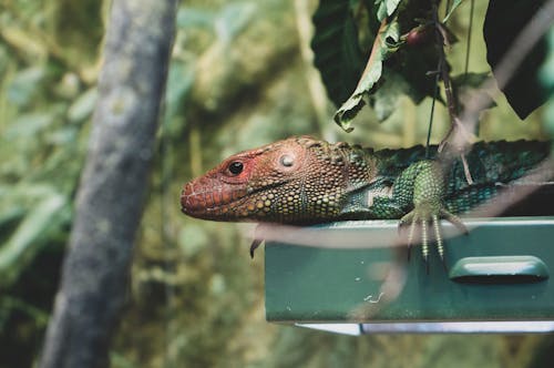 Free Green and Brown Lizard Stock Photo