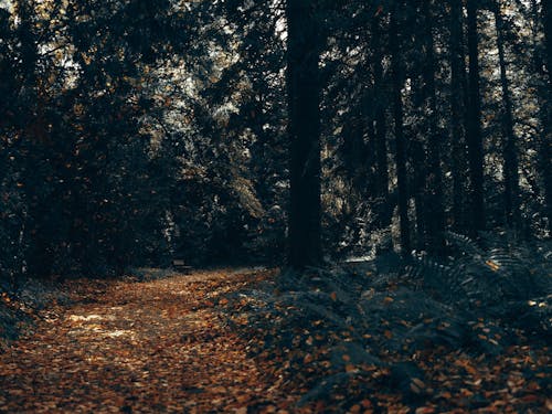 Gratis stockfoto met Bos, bossen, gele bladeren