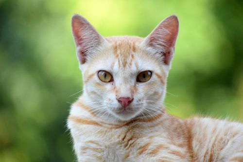Free Portrait of a ginger tabby cat with green eyes sitting outdoors on a sunny day. Stock Photo