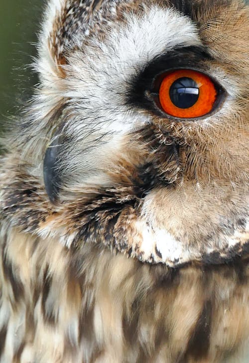 Free Brown and White Owl Stock Photo