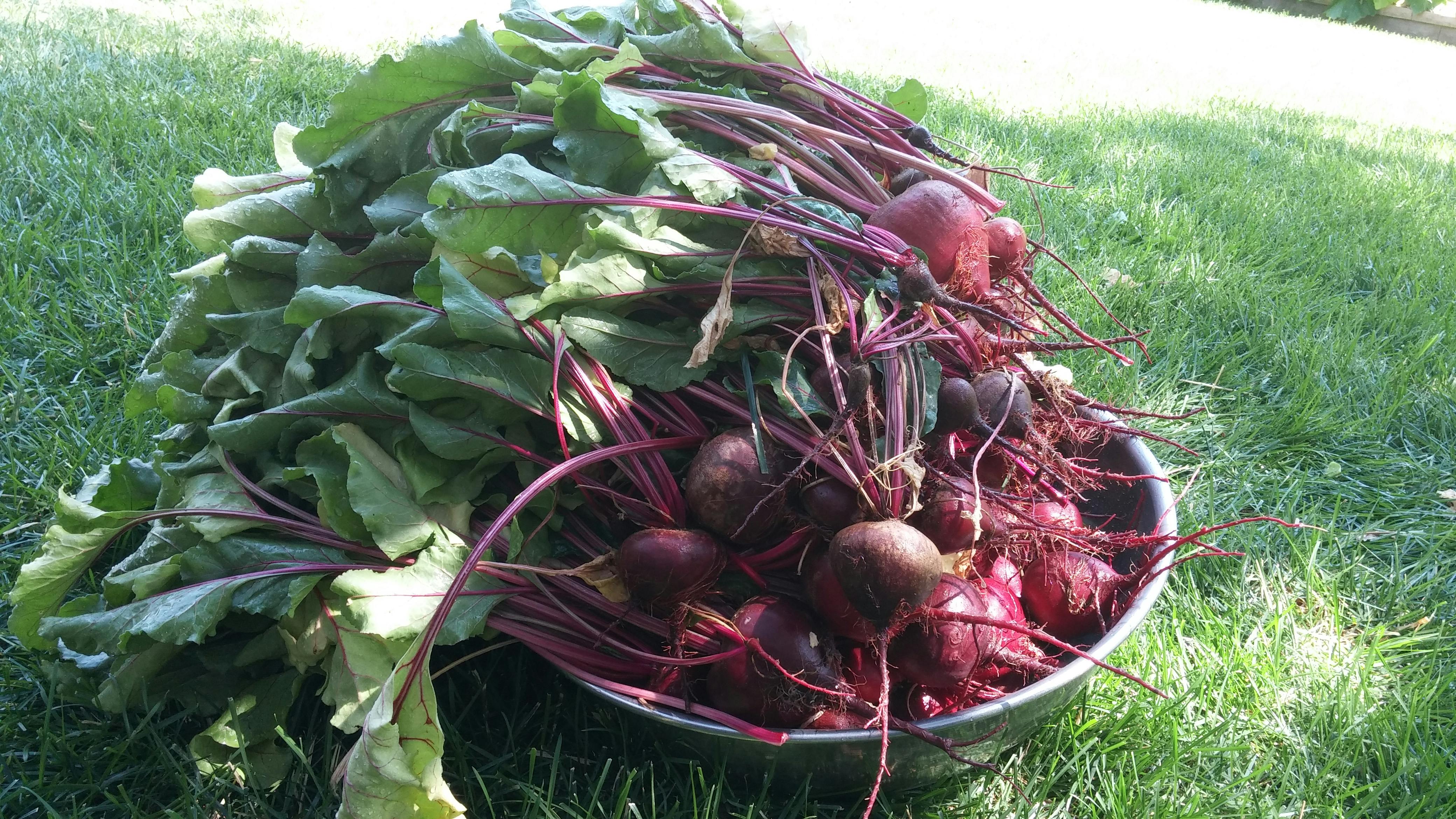 Free stock photo of beets, garden, harvest