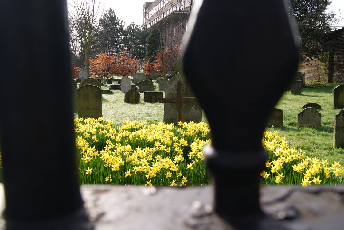 Kostenloses Foto Zum Thema Beerdigung Friedhof Gelbe Blumen kostenloses-foto-zum-thema-beerdigung-friedhof-gelbe-blumen
