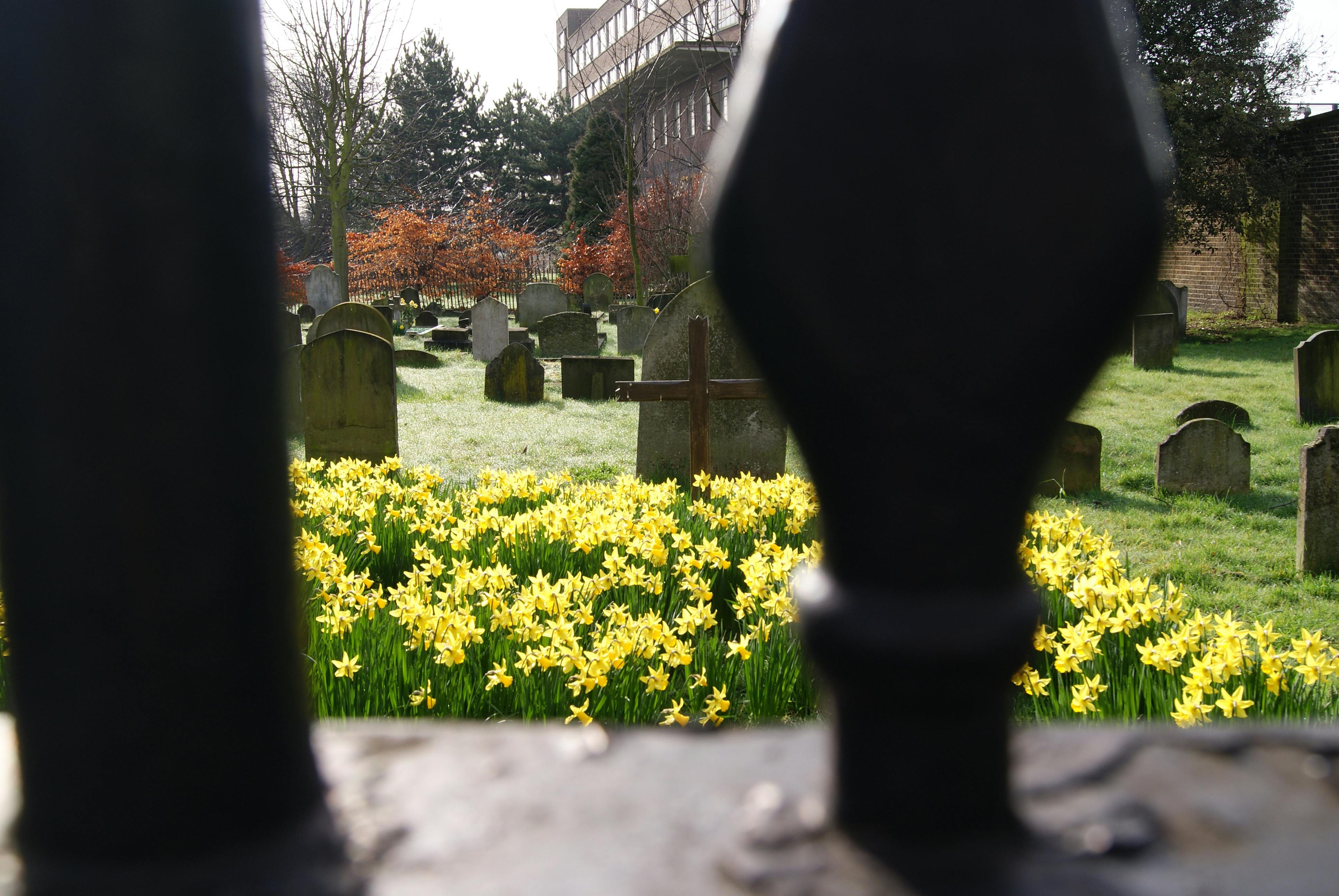 Kostenloses Foto Zum Thema Beerdigung Friedhof Gelbe Blumen