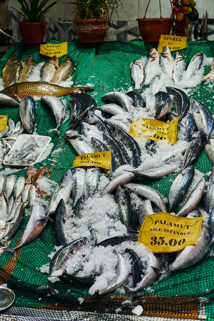 Various Fish In The Market