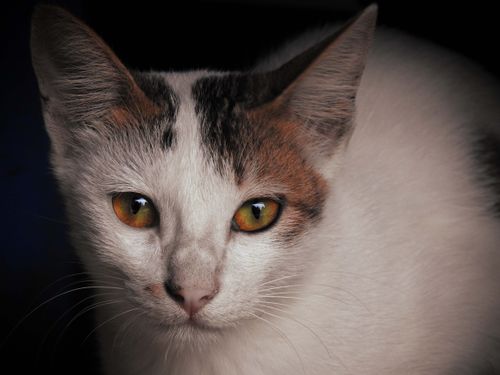 Free Detailed close-up of a calico cat with striking yellow eyes, highlighting the feline's features. Stock Photo