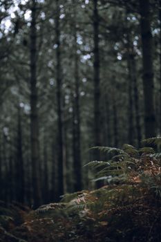 Dense forest in İstanbul during autumn, showcasing rich foliage and serene woodland atmosphere.