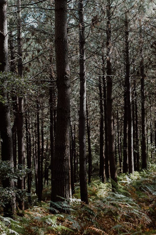 Imagine de stoc gratuită din arbori, codru, fotografiere verticală