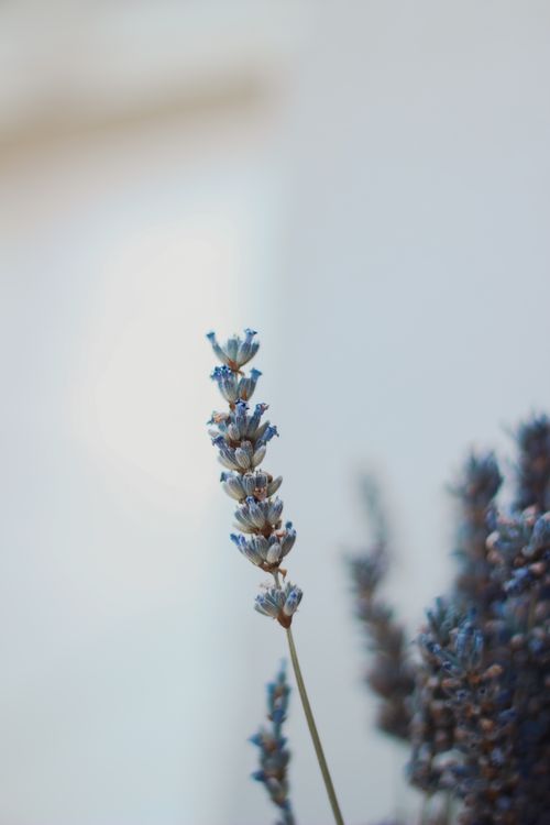 Free Delicate lavender bloom captured in vertical orientation against a soft background. Stock Photo