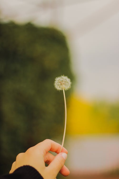 Close-Up Shot of a Person Holding a Dandelion Flower