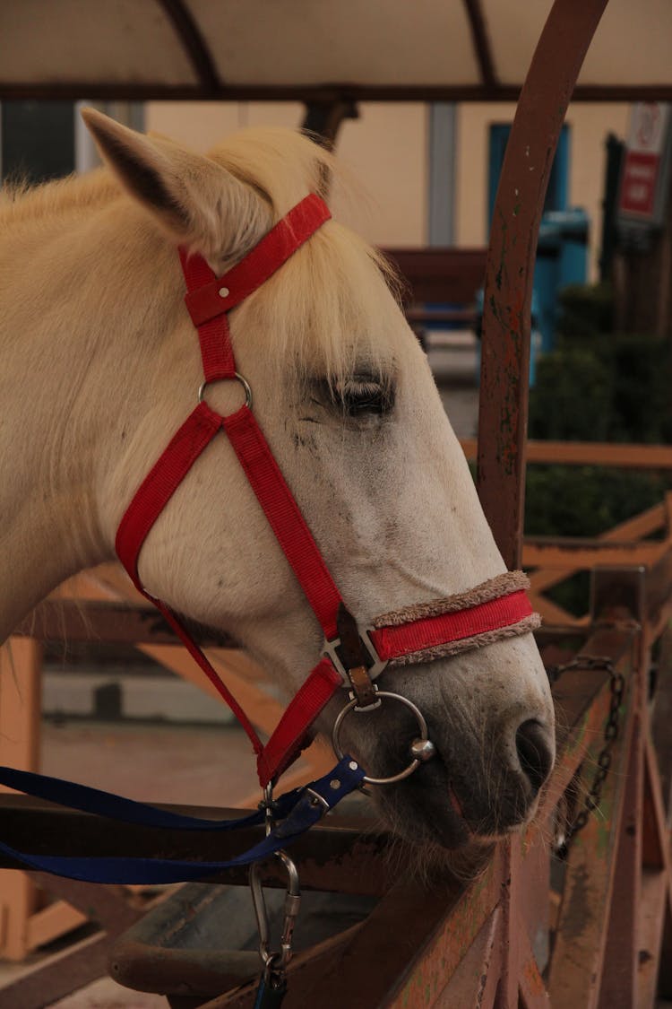 A Horse In Stables 