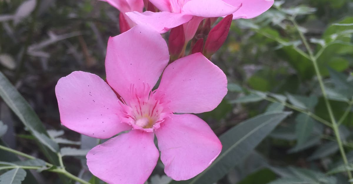 Free stock photo of flower, garden, pink