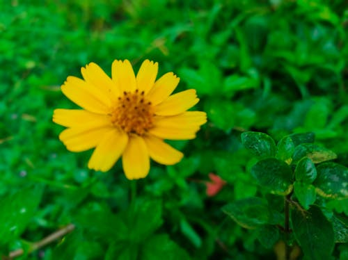 Free stock photo of beautiful flowers, yellow flowers